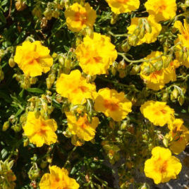 helianthemum lutea